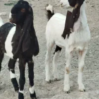 دوعددکولار بزغاله پاکستانی اصل گوش بلند تکه خورده