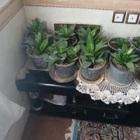 گل های سالم وزیبا