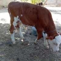 گوساله‌نر‌جنس