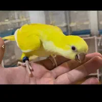 پیدا شده،گمشده شاه طوطی پیدا شده و گمشده...