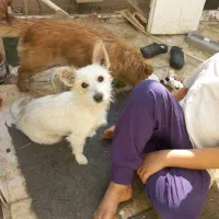 سگ پاکوتاه اشپیتز|سگ|مشهد, یاس|دیوار