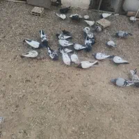 کبوتر همه رفم|پرنده|پاکدشت, خاتون آباد|دیوار