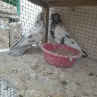 ۳عدد کبوتر|پرنده|ابهر, |دیوار