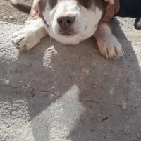 سگ پاکوتاه|سگ|مراغه, |دیوار