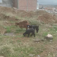 حیوانات مزرعه