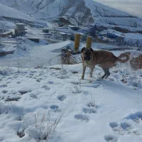 سگ نگهبان|سگ|بجنورد, |دیوار