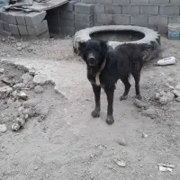 سگ نر گله ای|سگ|پیر بکران, |دیوار