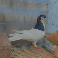 3عدد خال و سرخ و زرد کرمونی|پرنده|مشهد, هفده شهریور|دیوار