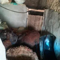 قوچ ازمان|حیوانات مزرعه|ماهنشان, |دیوار