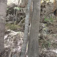 فروش درخت چنار|گل و گیاه طبیعی|کوثر, |دیوار