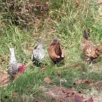 مرغ های اصل وزینتی|حیوانات مزرعه|مشگین شهر, |دیوار