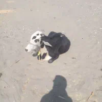 نر گاو دوساله|حیوانات مزرعه|چاه داد خدا, |دیوار