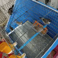 فنچ گلدین و حمال|پرنده|کنگاور, |دیوار