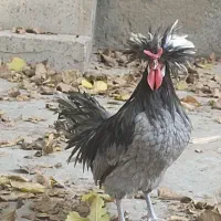 خروس لهستانی اصیل و سالم