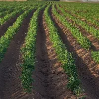 نیازمند یه دوست وهمکار واسه آبیاری ونگهبانی