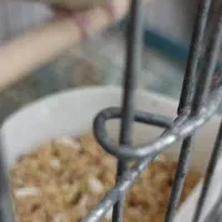 عروس هلندی|پرنده|حمیدیا, |دیوار