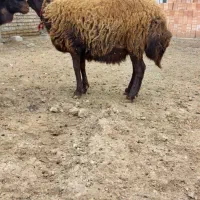 گوسفند بره دار