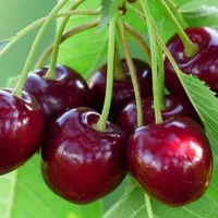 گیلاس تک دانه