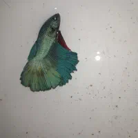 ماهی فایتر نر و ماده|ماهی|قدس, شهرقدس|دیوار