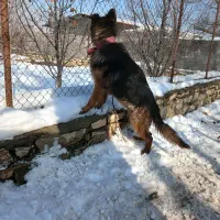 ژرمن شپرد ماده