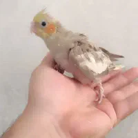 جوجه عروس هلندی اهویی