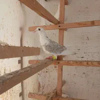 کبوتر دوبالی
