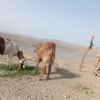 بز نر چاق|حیوانات مزرعه|میرجاوه, |دیوار