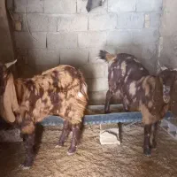 یک عدد بز پاکستانی با بزغاله ویک عدد کل پاکستانی