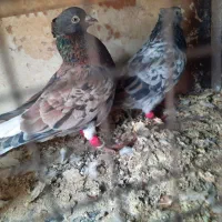 دم سفید|پرنده|آبیک, |دیوار