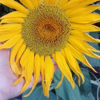 فروش سیمکارت دائمی بسیاررند،خط سیرجان
