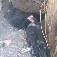 مرغ خروس فونیکس|حیوانات مزرعه|بومهن, |دیوار