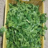 نیروی کار اقا برای شست و شو سبزی