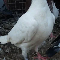 تعدادی پلاکی|پرنده|رامیان, |دیوار