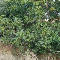 فروش گردو ب صورت اجاره ی
