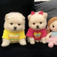 انوا.ع توله سگ سایز تیکاپ|سگ|شیراز, پانصد دستگاه ارتش|دیوار