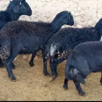 قوچ قره قزل|حیوانات مزرعه|ماهنشان, |دیوار