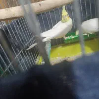 عروس معاوضه