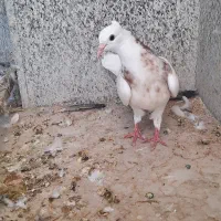 جوجه طوقی