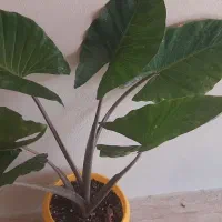 گل زیبای بابا آدم