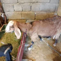 سراوان اسپیچ|حیوانات مزرعه|سراوان, |دیوار