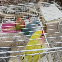 سه عدد طوطی برزیلی|پرنده|زاوه, |دیوار