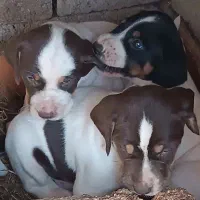 سه تا توله سگ شکاری بعد از خواندن توضیحات