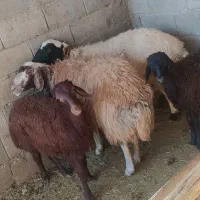 یک جفت میش