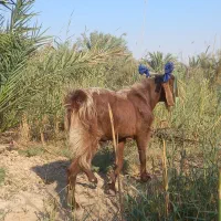 یک عدد بز برای فروش|حیوانات مزرعه|شادگان, |دیوار