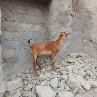 بز‌داشتی|حیوانات مزرعه|بندرعباس, |دیوار