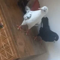 کفتر پسی ذاغ جفت