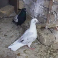 کبوتر