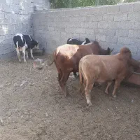 گوساله زنده