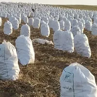 ّ بذر۴۰۲ و ۴۰۳ وارداتی سیب زمینی|خدمات باغبانی و درختکاری|جیرفت, |دیوار