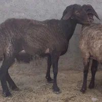 دوعدد قوچ همو جوان به شرط زدن